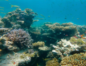 Coral Reef